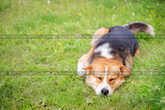 sleeping dog on a green lawn, copy space, Mongrel dog enjoying a peaceful moment on lush green grass in a sunny outdoor setting with a friend nearby. Стоковое фото, фотограф Владимир Разгуляев / Фотобанк Лори