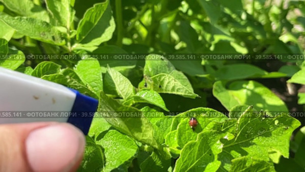 Slow motion footage spraying the larvae of the Colorado potato beetle on the leaves. Стоковое видео, видеограф Ирина Старикова / Фотобанк Лори