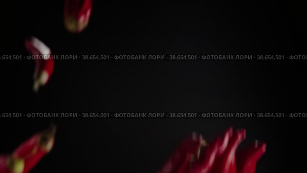 Slow motion shot of flying up and falling red chilli peppers in the air on a black background. Стоковое видео, видеограф Mixail59 / Фотобанк Лори