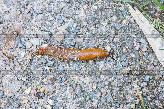 Slug pest Arion vulgaris snail on the ground. Стоковое фото, фотограф Константин Григорьев / Фотобанк Лори