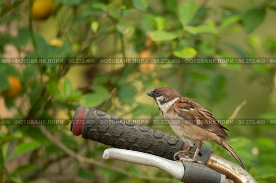 small bird living in the nature, common bird around the home. Стоковое фото, агентство Ingram Publishing / Фотобанк Лори