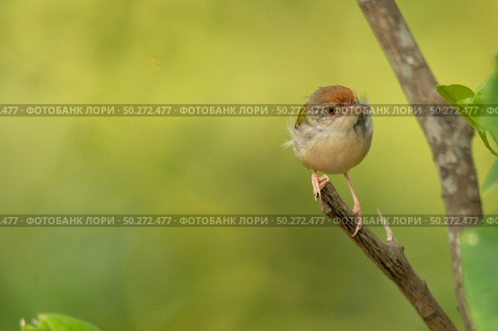 small bird living in the nature, common bird around the home. Стоковое фото, агентство Ingram Publishing / Фотобанк Лори