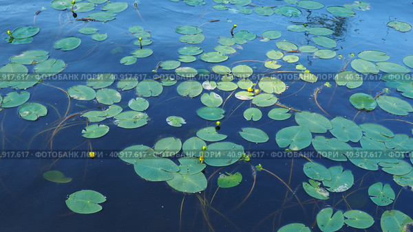 Small capsule Nuphar pumila is a species of perennial herbaceous plants of the genus Nuphar of the Nymphaeaceae. Rhizomatous aquatic plants. Family water lilies, Genus small egg, View Small capsule. Стоковое фото, фотограф Юлия Петровская / Фотобанк Лори