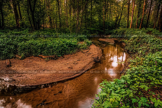 Small creek flowing through the woods. Course of small stream through the forest. Стоковое фото, фотограф Константин Григорьев / Фотобанк Лори