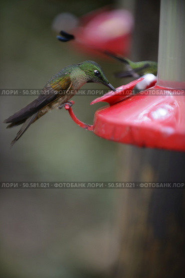 Small hummingbird from the tropical rain forest feeding from the red feeder while flying. . The hummingbird  feeding from the red feeder. Стоковое фото, агентство Ingram Publishing / Фотобанк Лори