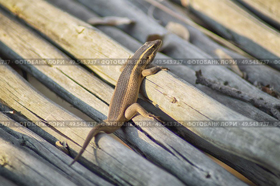 Small lizard climbing a pile of branches uder the hot sun in South Africa. Стоковое фото, агентство Ingram Publishing / Фотобанк Лори