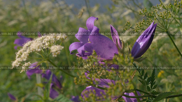 Small purple flowers growing in the green grass fluctuate slightly from the wind. Стоковое фото, фотограф David Kashakhi / Фотобанк Лори
