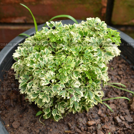 Small shrubs for landscaping. Стоковое фото, агентство Ingram Publishing / Фотобанк Лори