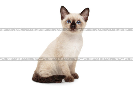 Small Siamese kitten. Стоковое фото, фотограф Okssi / Фотобанк Лори