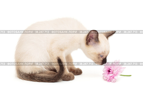 Small Siamese kitten and pink flower. Стоковое фото, фотограф Okssi / Фотобанк Лори