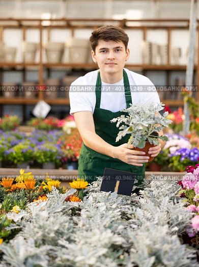 Smiling young greenhouse worker demonstrating maritime ragwort. Стоковое фото, фотограф Яков Филимонов / Фотобанк Лори