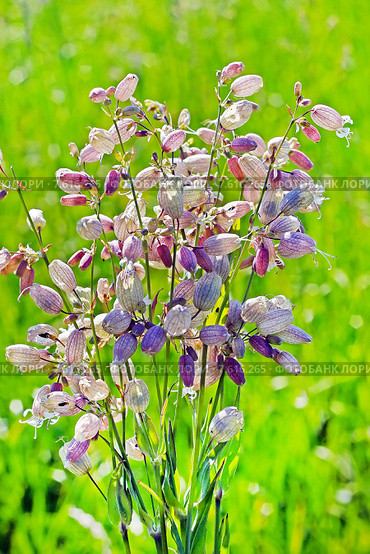 Смолёвка обыкновенная, или хлопушка (Silene vulgaris) Стоковое фото, фотограф Евгений Мухортов / Фотобанк Лори