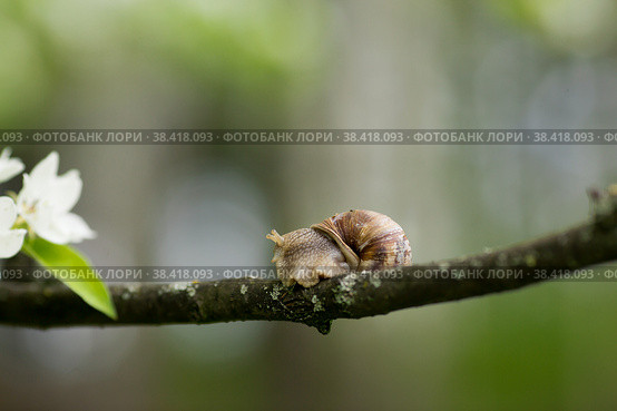 Snail Muller glides on a flowering branch of a pear. Large white mollusk snails with a brown striped shell crawling over vegetables and greens. Pest in the farmer's garden. Стоковое фото, фотограф Photojuli / Фотобанк Лори