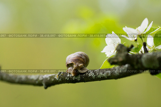 Snail Muller glides on a flowering branch of a pear. Large white mollusk snails with a brown striped shell crawling over vegetables and greens. Pest in the farmer's garden. Стоковое фото, фотограф Photojuli / Фотобанк Лори