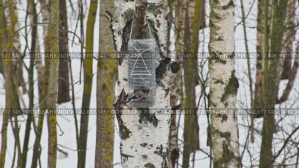 Снегирь на кормушке. Стоковое видео, видеограф Валерий Иванович Клейменов / Фотобанк Лори