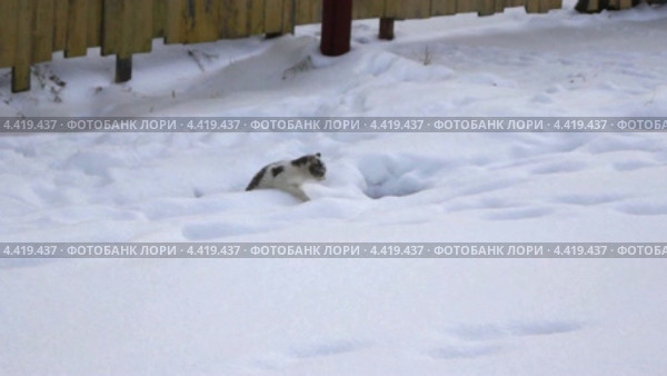 Снежная кошка. Стоковое видео, видеограф Частоколенко Борис Леонтьевич / Фотобанк Лори