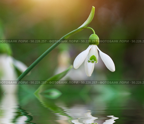 Snowdrop macro and water reflection. Nature composition. Стоковое фото, агентство Ingram Publishing / Фотобанк Лори