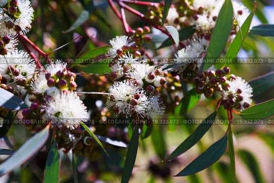 soap mallee leaves (Eucalyptus diversifolia) plant. Стоковое фото, фотограф Яков Филимонов / Фотобанк Лори
