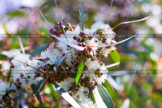 soap mallee leaves with flowers. Стоковое фото, фотограф Яков Филимонов / Фотобанк Лори