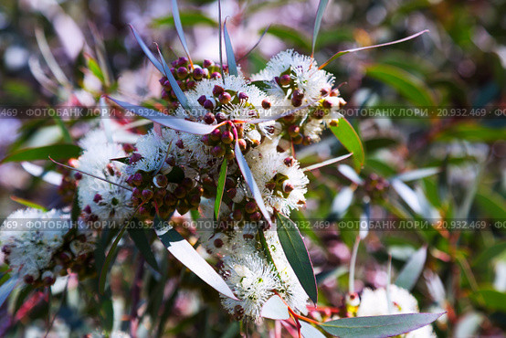 soap mallee leaves with flowers. Стоковое фото, фотограф Яков Филимонов / Фотобанк Лори