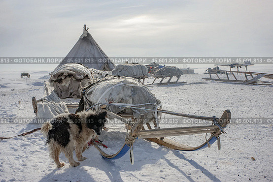 Собака и нарты на фоне зимнего чума. Этнография. Ямал. Стоковое фото, фотограф Катерина Романова / Фотобанк Лори
