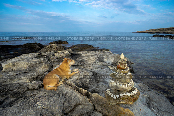 Собака лежит на берегу моря возле пирамиды из камней. Стоковое фото, фотограф Алексей Маринченко / Фотобанк Лори