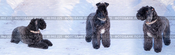 Собака породы керри блю терьер в снегу. Стоковое фото, фотограф Любовь Демус / Фотобанк Лори