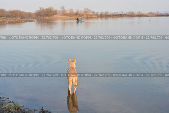 Собака ждет хозяина на берегу. Стоковое фото, фотограф Наталья Сорока / Фотобанк Лори