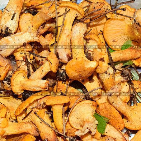 Собранные лесные грибы лисички (лат. Cantharellus cibarius) Стоковое фото, фотограф Photolart / Фотобанк Лори