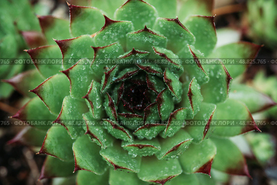 Сочные, яркие уличные суккуленты Молодило кровельное (лат. Sempervivum tectorum) в саду. Растения в саду. Малая глубина резкости. Стоковое фото, фотограф Андрей Пустякин / Фотобанк Лори