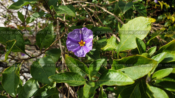 Соланум рантонетти (Solanum или Lycianthes rantonettii). Шарнека-де-Капарика, Сетубал, Португалия (2023 год). Стоковое фото, фотограф lana1501 / Фотобанк Лори