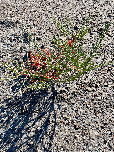 Солерос солончаковый (Salicornia perennans), вегетирующее растение на обнажившемся дне озера Чокрак. Республика Крым, Ленинский район, окрестности села Курортное. Редакционное фото, фотограф Щеголева Ольга / Фотобанк Лори