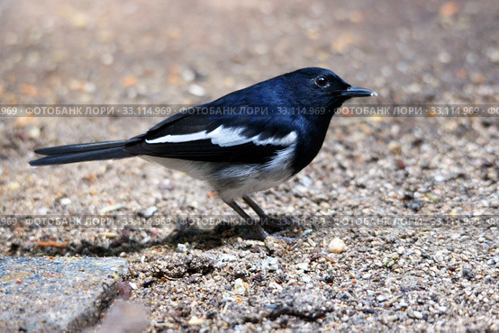 Сорочий шама-дрозд (Copsychus saularis) Стоковое фото, фотограф Щеголева Ольга / Фотобанк Лори