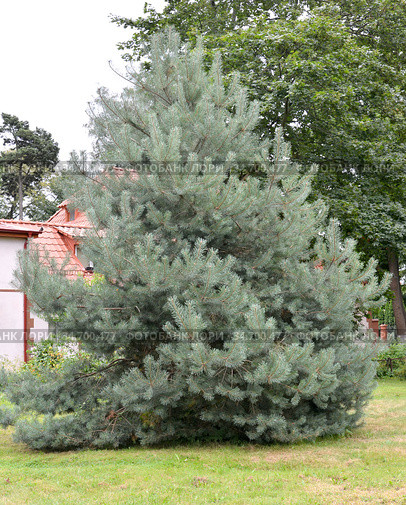 Сосна обыкновенная, сорт Ватерери (Pinus sylvestris Watereri) растет в парке. Стоковое фото, фотограф Ирина Борсученко / Фотобанк Лори