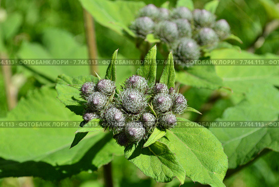 Соцветие лопуха войлочного или паутинистого (лат. Arctium tomentosum) Стоковое фото, фотограф lana1501 / Фотобанк Лори