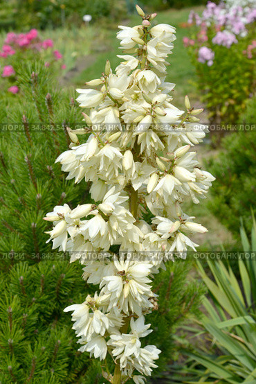 Соцветие юкки нитчатой (Yucca filamentosa L.) Стоковое фото, фотограф Ирина Борсученко / Фотобанк Лори