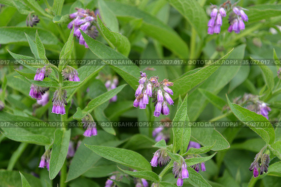 Соцветия окопника лекарственного (Symphytum officinale L.). Стоковое фото, фотограф Ирина Борсученко / Фотобанк Лори