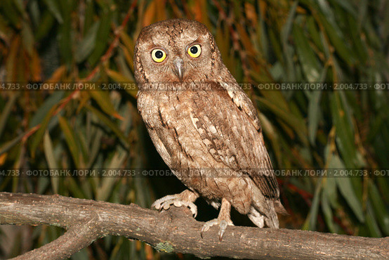 Сова сплюшка otus scops. Стоковое фото, фотограф Хучраев Станислав / Фотобанк Лори