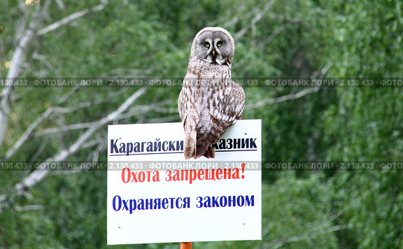 Сова-сторож. Стоковое фото, фотограф Гаушкина Ирина Борисовна / Фотобанк Лори