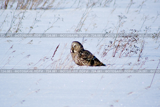 Сова(Owl) Стоковое фото, фотограф Виктор Ковалев / Фотобанк Лори