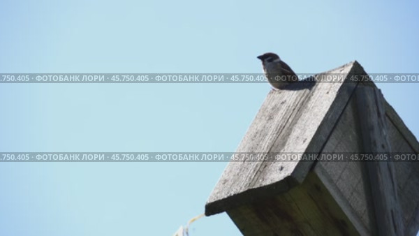 Sparrows sing songs sitting on a house or on a branch. Стоковое видео, видеограф Igor Skripachev / Фотобанк Лори