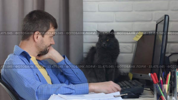 Специалист работающий на дому погладил своего любимого кота. Стоковое видео, видеограф Иванов Алексей / Фотобанк Лори