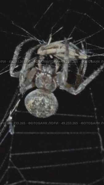 Spider hunt on web at night. Стоковое видео, видеограф Михаил Коханчиков / Фотобанк Лори