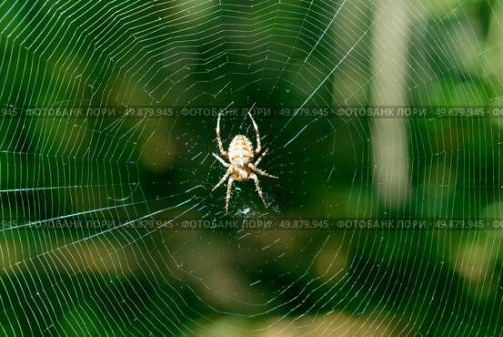 Spider on web. Nature composition. Стоковое фото, агентство Ingram Publishing / Фотобанк Лори
