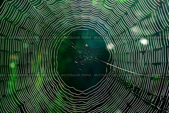 Spider web. Element of design. Стоковое фото, агентство Ingram Publishing / Фотобанк Лори