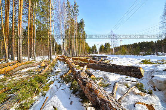 Спиленные деревья в лесу. Тюменская область. Стоковое фото, фотограф Александр Тараканов / Фотобанк Лори