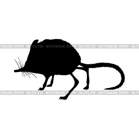 Spiny pocket mice silhouette. Smooth and clean lines. High detailed Spiny pocket mice silhouette. Vector Illustration.. rodents silhouettes. Стоковая иллюстрация, агентство Ingram Publishing / Фотобанк Лори