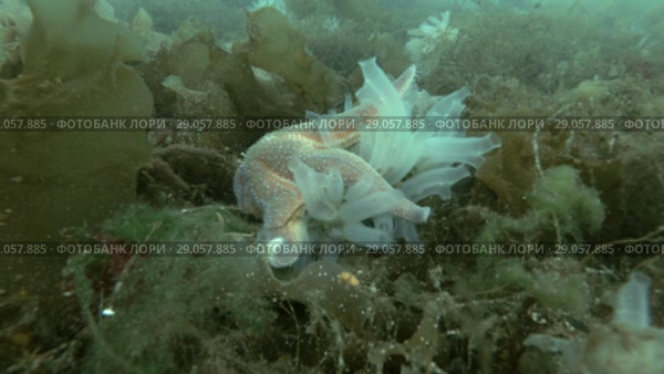 Spiny Starfish (Marthasterias glacialis) eat ascidian colony Transparent sea squirt or Yellow Sea Squirt (Ciona intestinalis, Ascidia intestinalis) on seabed overgrown with brown algae (Time-lapse) Стоковое видео, видеограф Некрасов Андрей / Фотобанк Лори