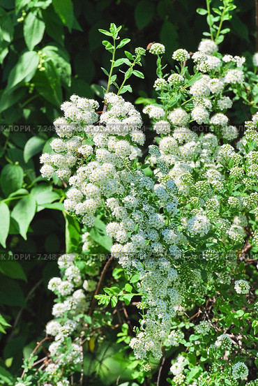 Спирея Вангутта (Spiraea vanhouttei) Стоковое фото, фотограф Алёшина Оксана / Фотобанк Лори