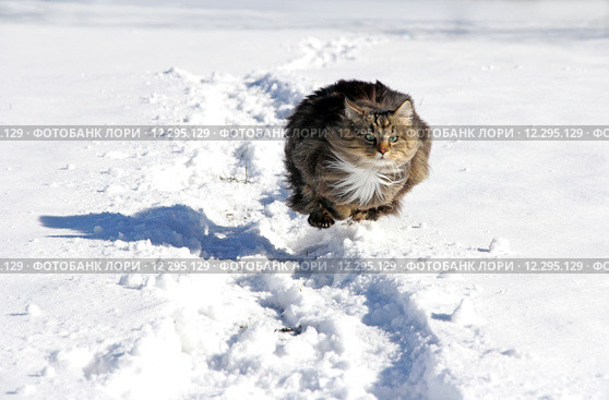 sport spring winter snow sports. Стоковое фото, фотограф Astrid Gast / Smarterpix / Фотобанк Лори